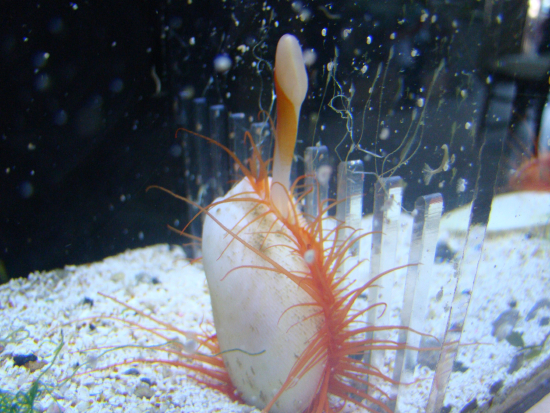  Limaria scabra (Flame Scallop)